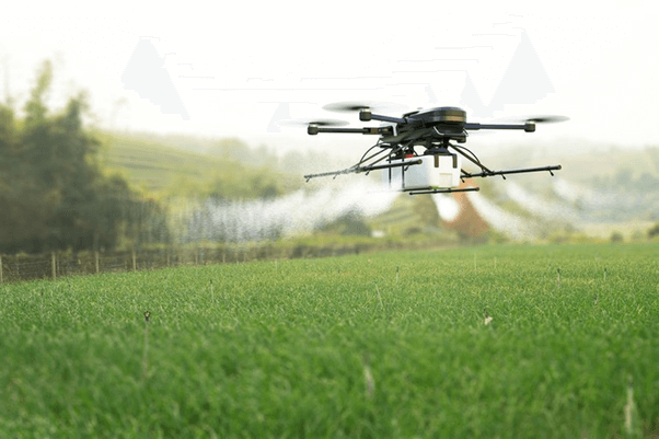 Drone jogar veneno em pastagem