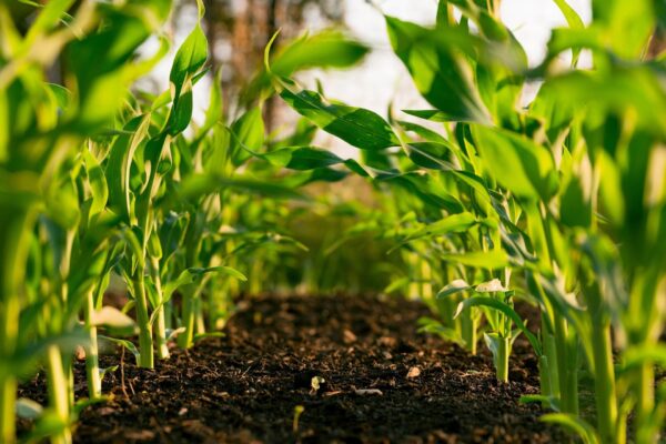 Agricultura sustentável Blog ConectarAgro