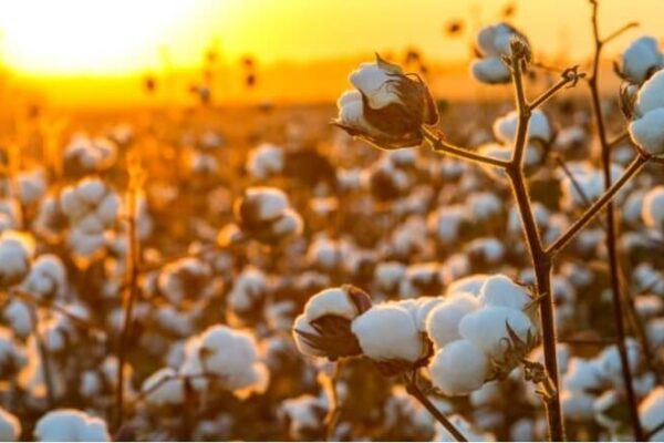 Imagem campo de algodão - Inteligência artificial na agricultura